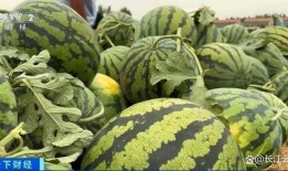 热门大瓜每日必吃大瓜合集,揭秘娱乐圈最新动态，一网打尽娱乐圈风云